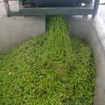 Fasi di produzione dell'olio