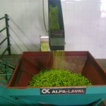 Fasi di produzione dell'olio