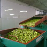 Fasi di produzione dell'olio