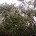 Fasi di produzione dell'olio