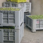 Fasi di produzione dell'olio