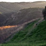 Azienda Agricola Fratelli Girimonti