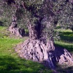 Uliveto Secolare